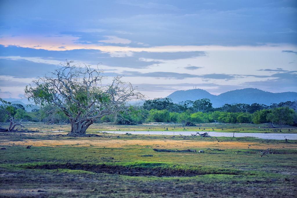 Wilderness Camping Parque nacional Parque nacional Yala Exterior foto